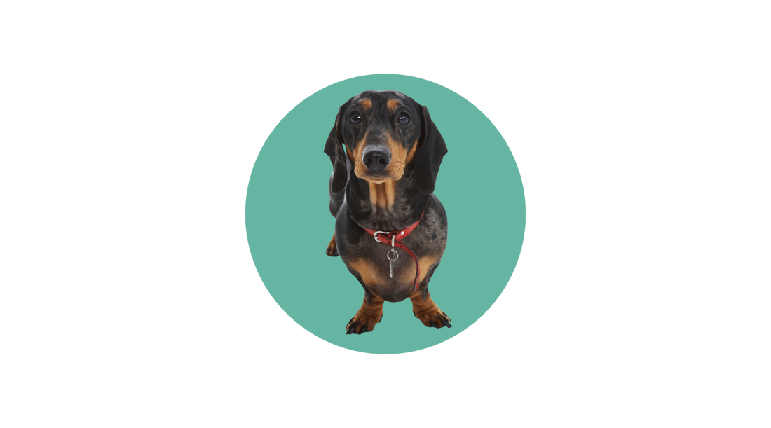 Dachshund