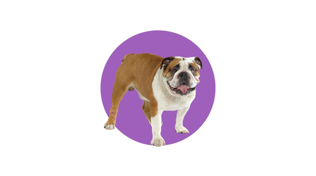 Bulldog