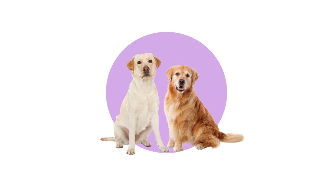Labrador
