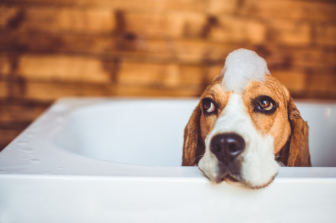 Soothe the Splash: Easing Dog Anxiety at Bath Time