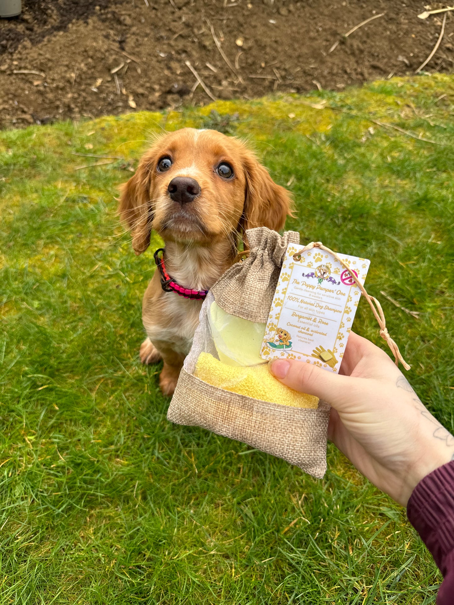 The Puppy Pamper One with Rose & Bergamot