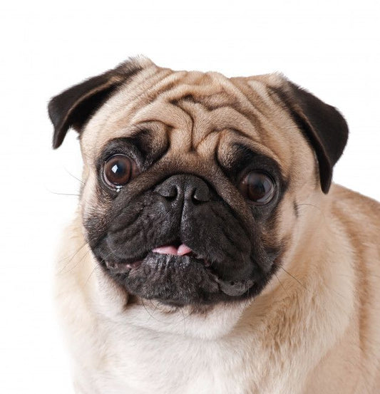 Pug