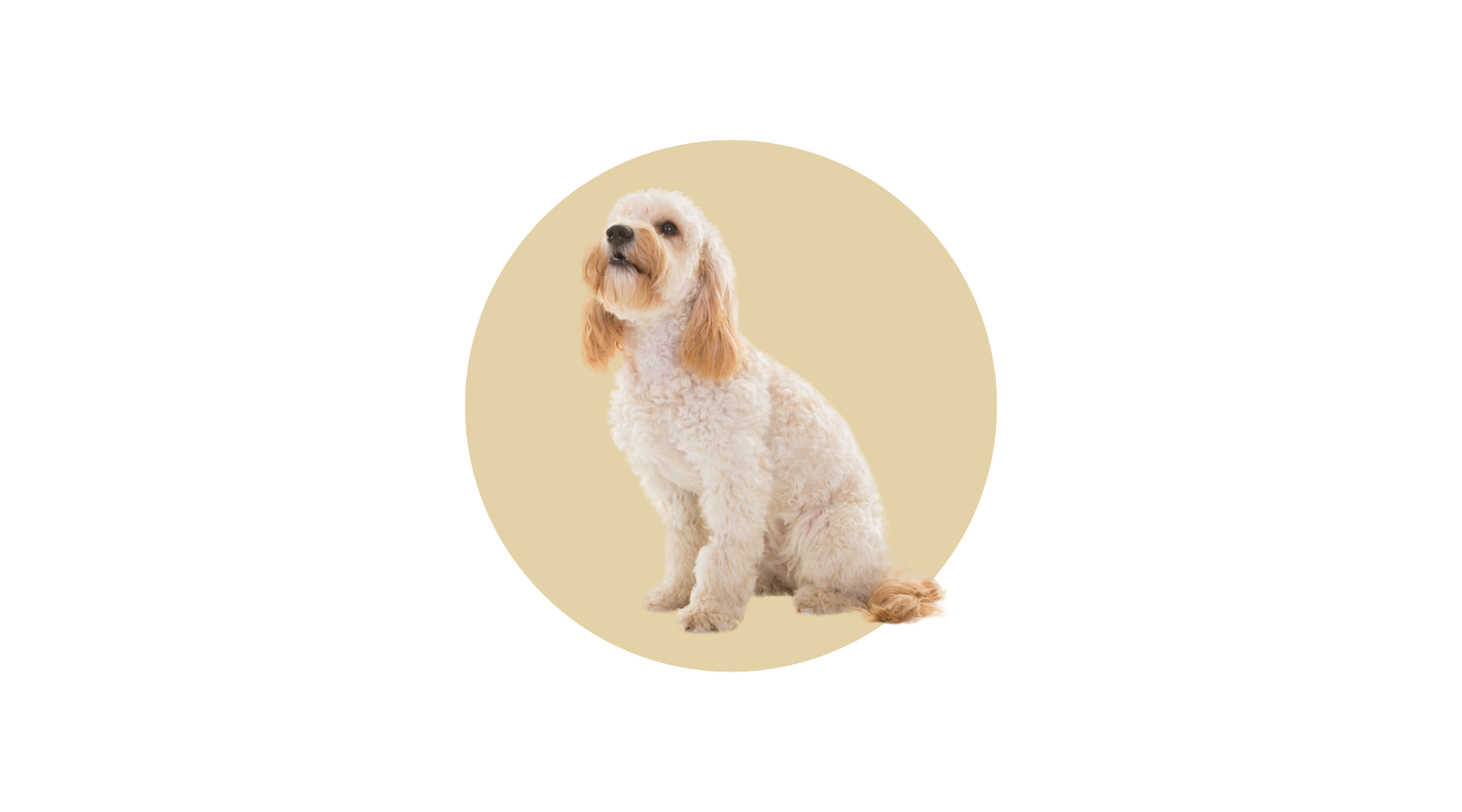 Cockapoo – Tilly and Family