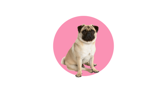 Pug