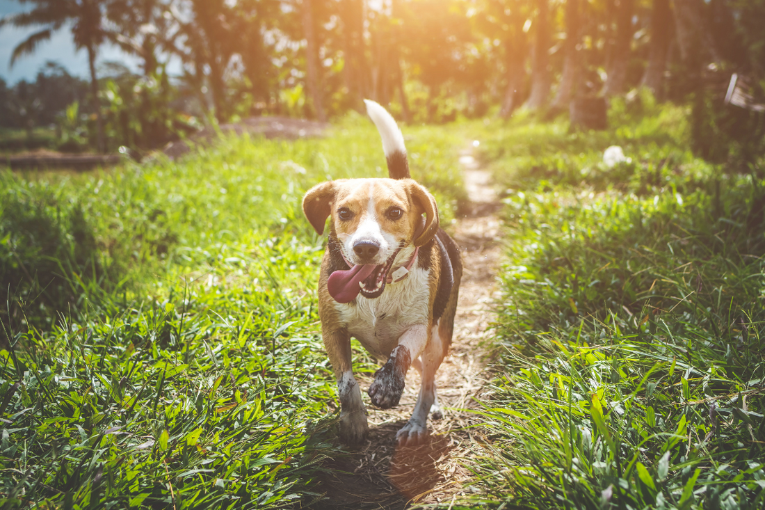 Summer Protection, the Natural Way
