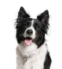 Border Collies